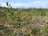 Salix myrtilloides