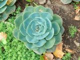 род Echeveria. Вегетирующее растение. Москва, парк \"Коломенское\", \" Аптекарский огород\", в культуре. Август 2019 г.