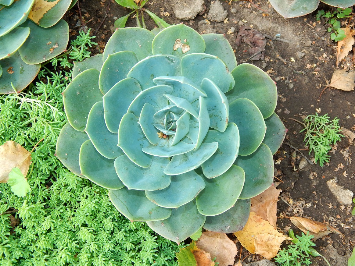 Изображение особи род Echeveria.