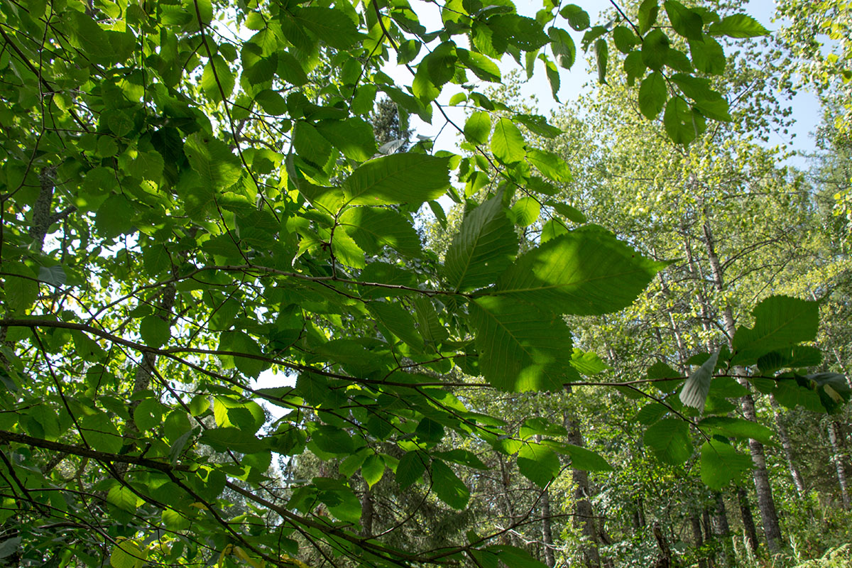 Изображение особи Ulmus glabra.