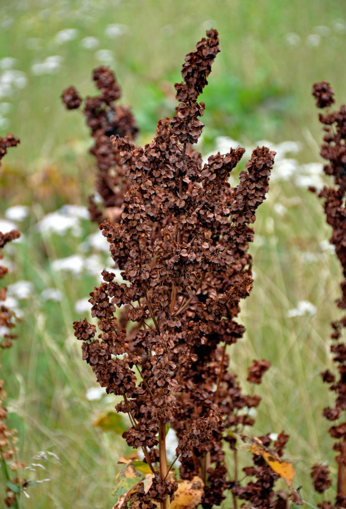 Image of Rumex confertus specimen.