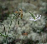 Silene nutans