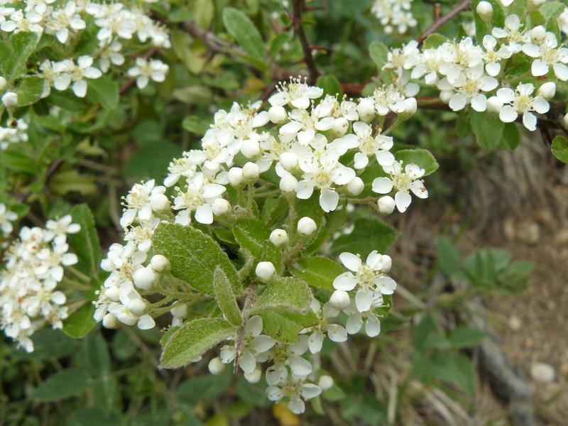 Image of Pyracantha coccinea specimen.