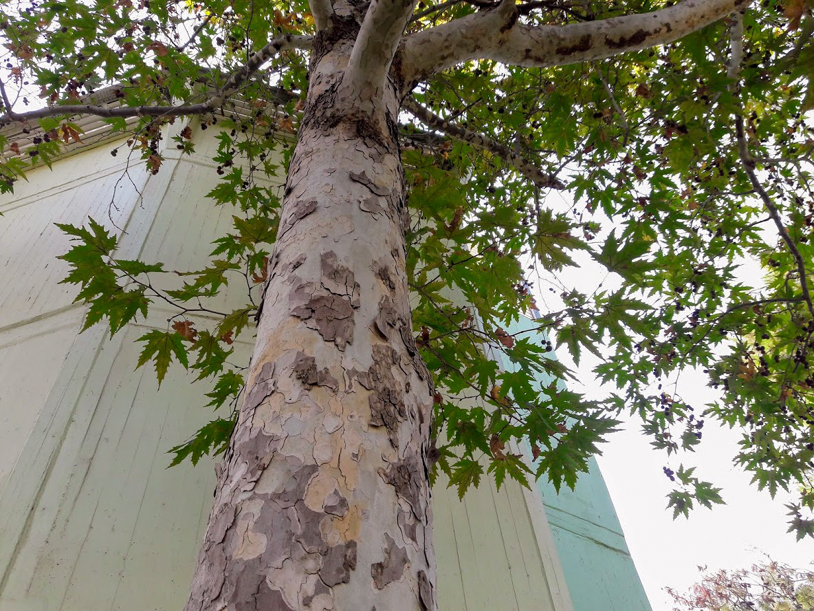 Image of Platanus orientalis specimen.