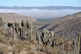 Trichocereus chiloensis