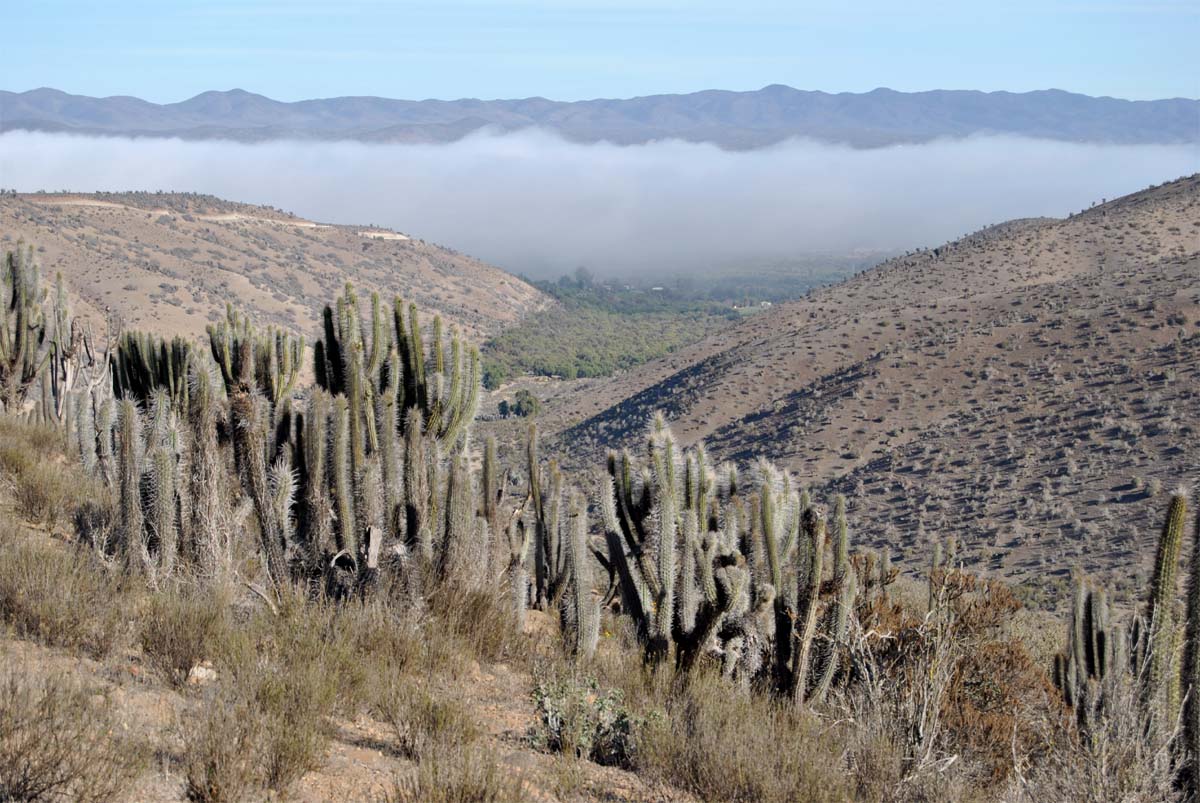 Image of Trichocereus chiloensis specimen.