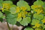 Chrysosplenium alternifolium. Верхушка цветущего растения c кормящимся толкунчиком. Республика Адыгея, левый берег руч. Сюк, широколиственный лес, болотистое место рядом с выходом скалы. 10.04.2019.