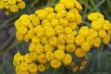 Tanacetum boreale