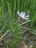 Centaurea triumfettii