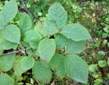 Euonymus miniatus. Верхушка ветки. Сахалинская обл., окр. г. Анива, лесной массив около дороги к морю. 18.08.2019.