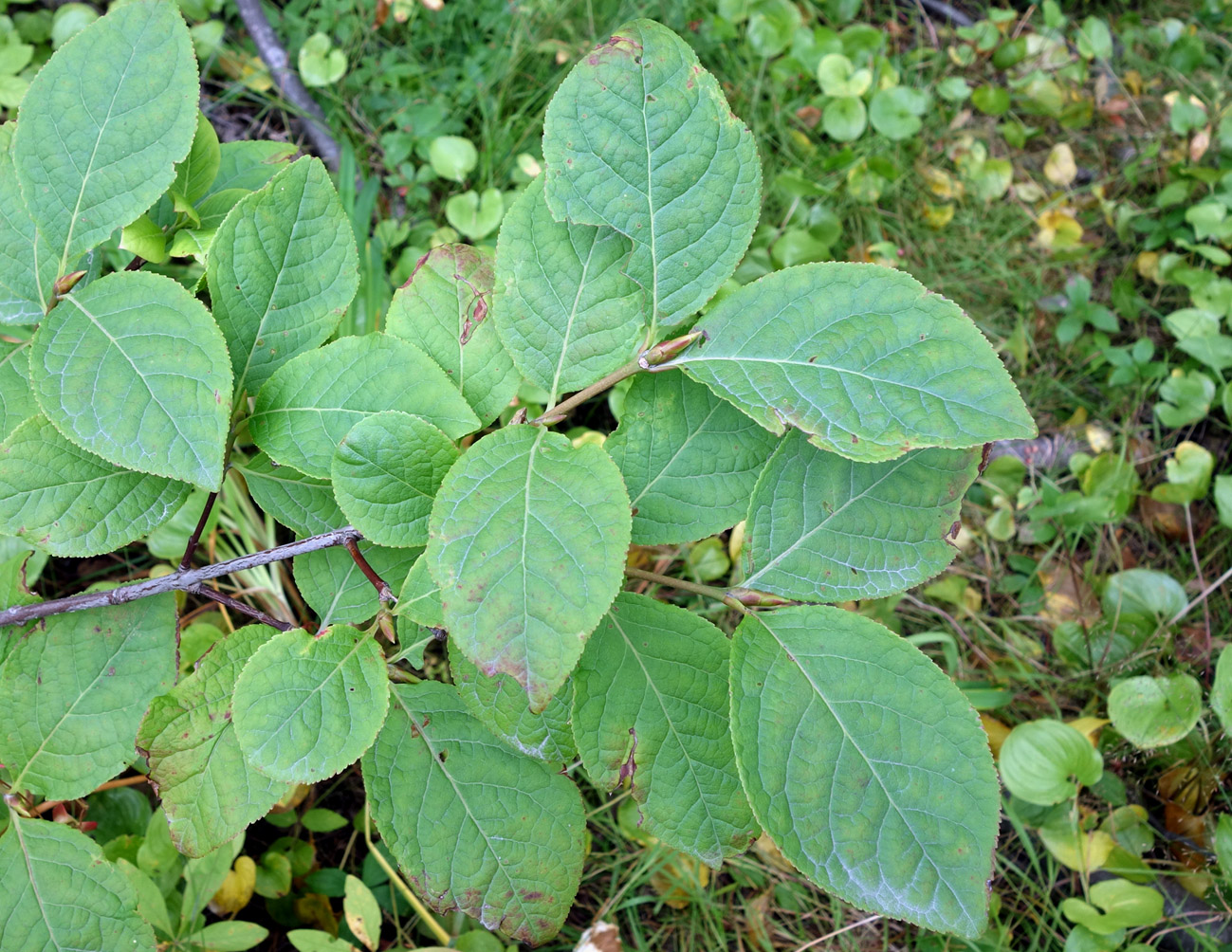 Image of Euonymus miniatus specimen.