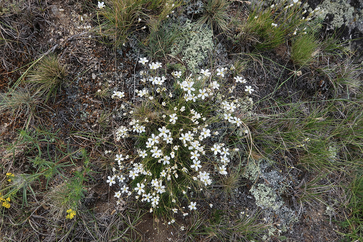 Image of Eremogone meyeri specimen.