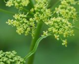 Heracleum sibiricum