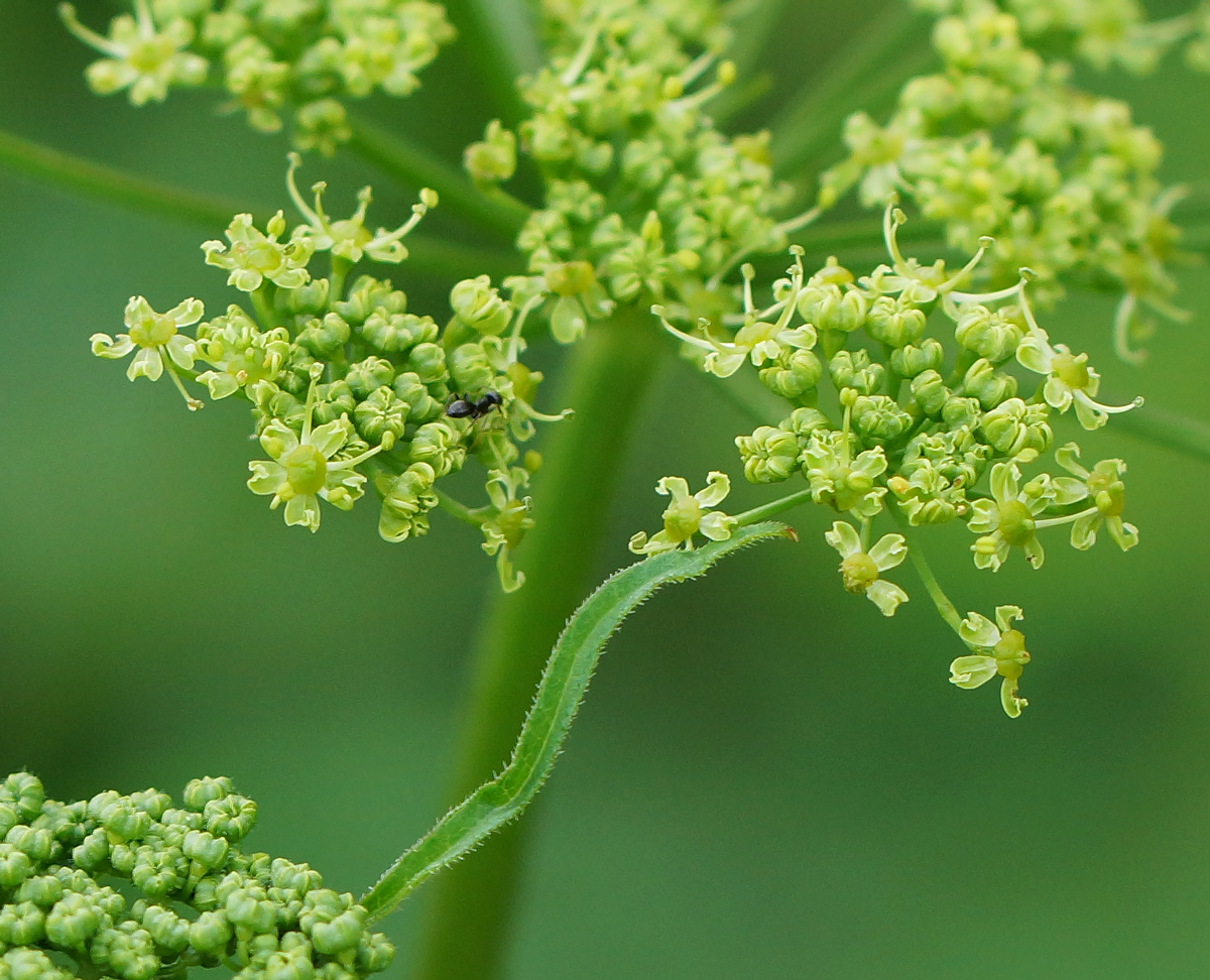 Изображение особи Heracleum sibiricum.