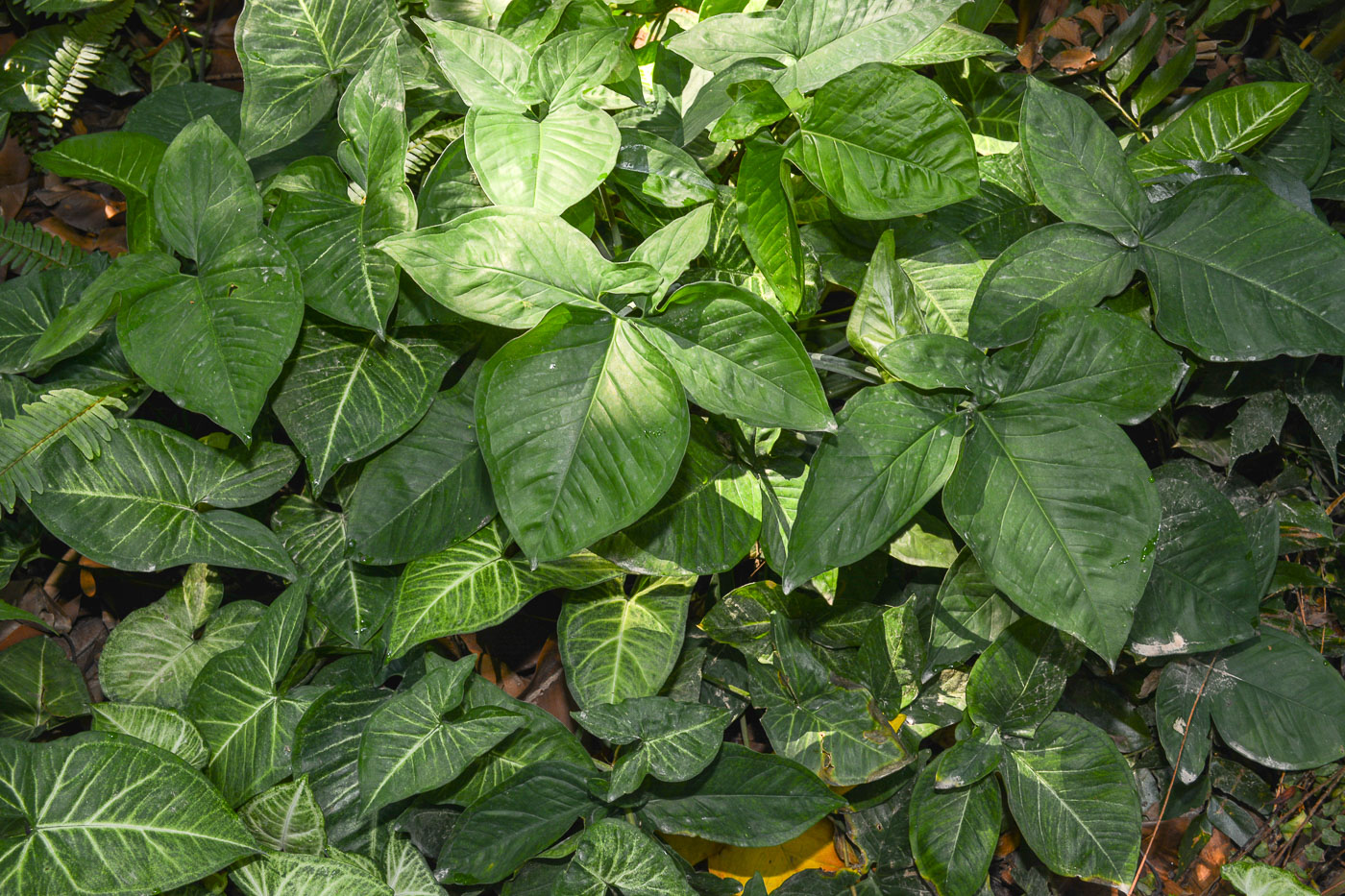 Изображение особи Syngonium podophyllum.