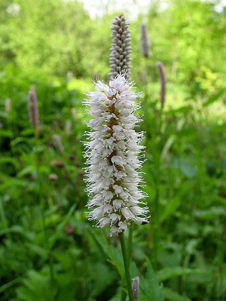 Изображение особи Bistorta officinalis.