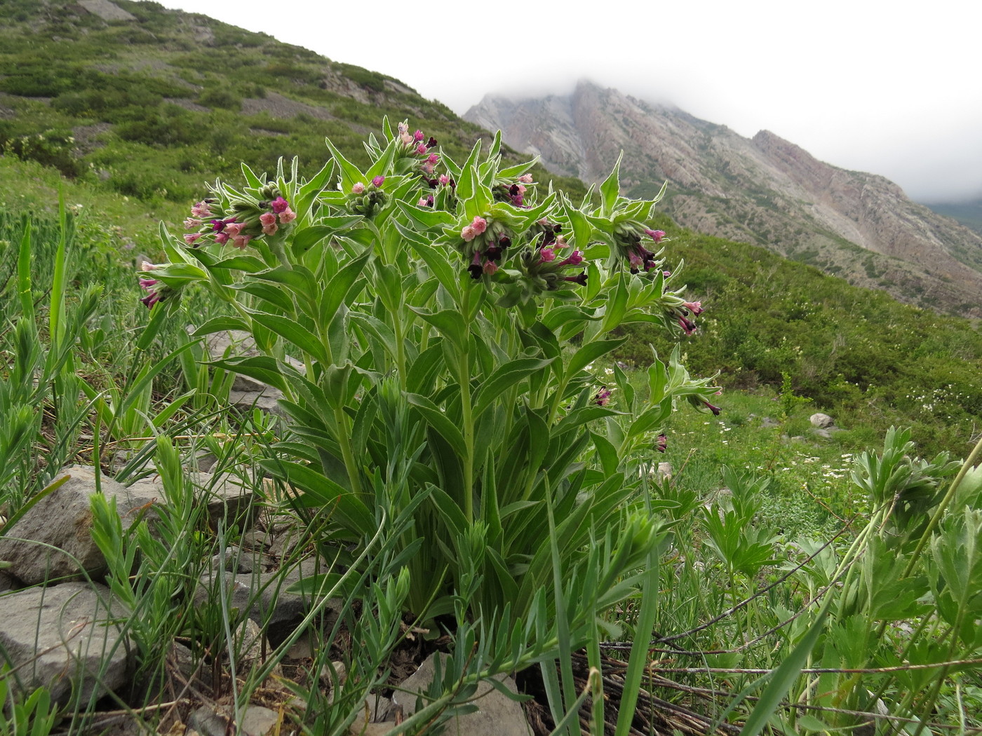 Изображение особи Macrotomia ugamensis.