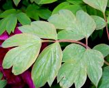 Paeonia suffruticosa