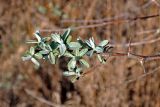 Elaeagnus angustifolia. Верхушка ветви. Астраханская обл., Астраханский заповедник, Дамчикский участок, берег реки. 28.04.2019.