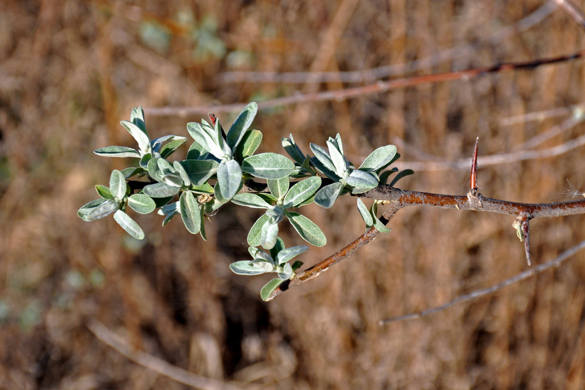 Изображение особи Elaeagnus angustifolia.