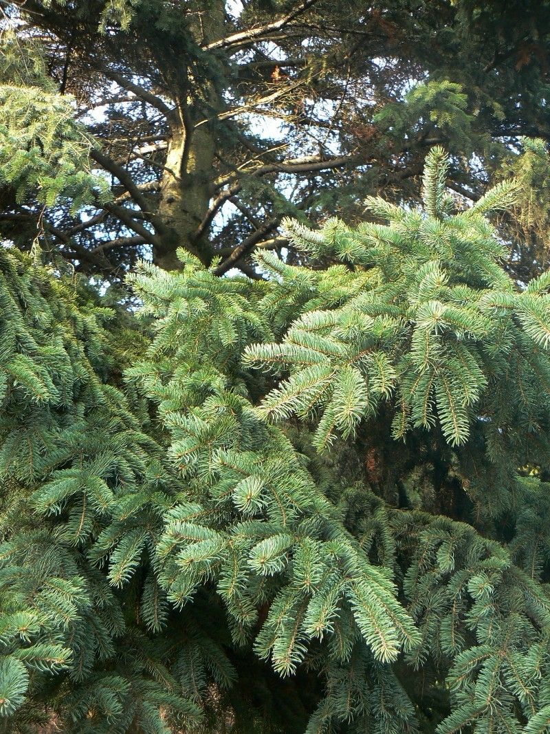 Изображение особи Picea glauca.