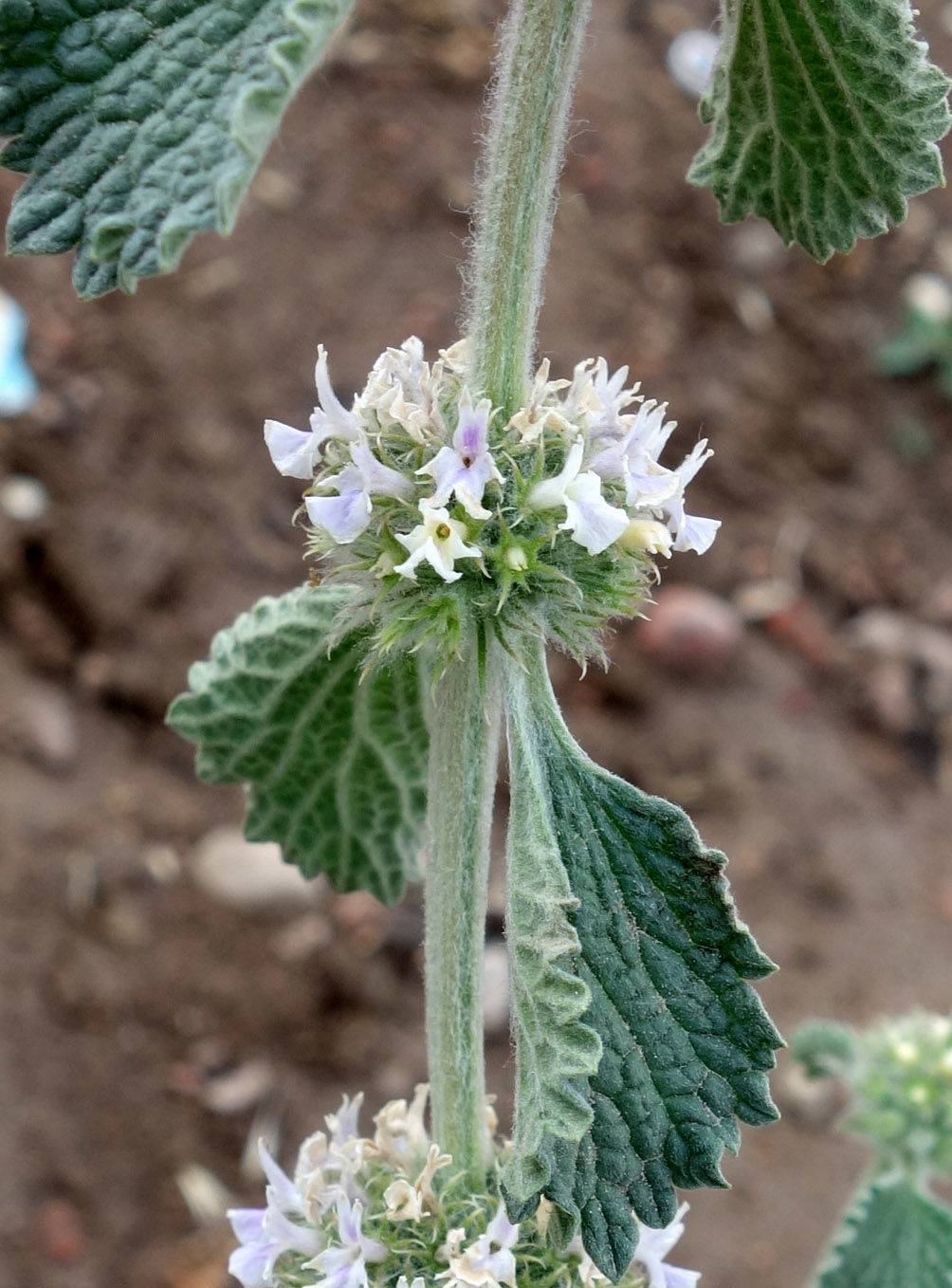 Изображение особи Marrubium anisodon.