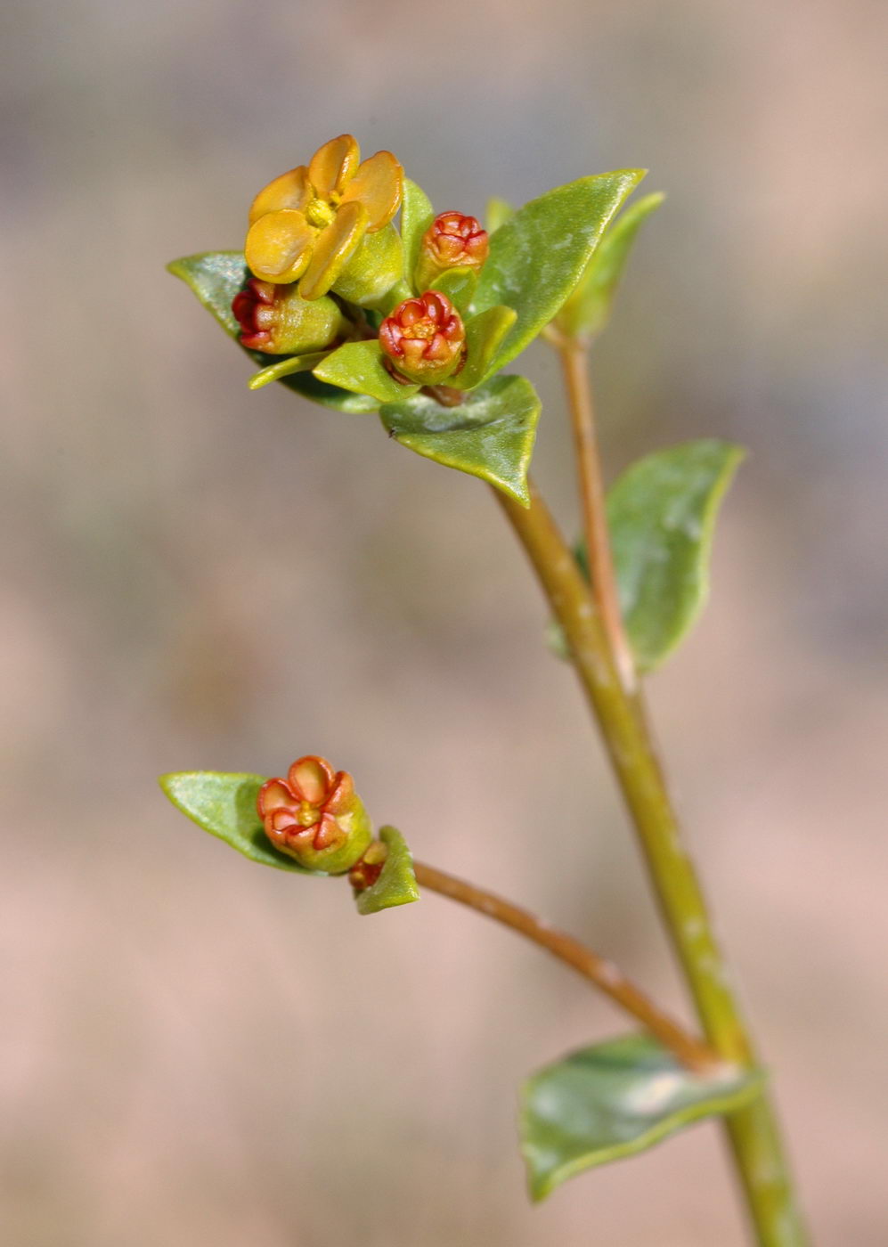 Image of Euphorbia sclerocyathium specimen.