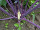 Brassica oleracea разновидность gongylodes. Растрескивающийся побег. Тверская обл., Весьегонский р-н, с. Чистая Дуброва, в культуре. 14 июля 2019 г.