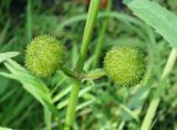 Sagittaria trifolia