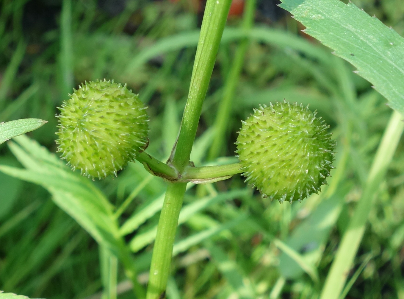 Image of Sagittaria trifolia specimen.