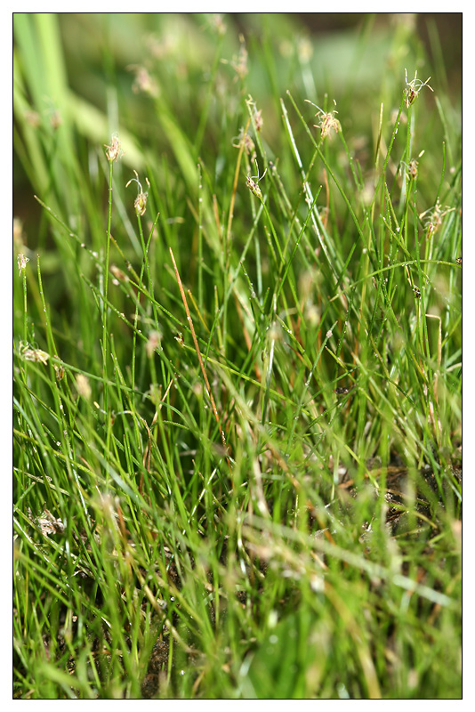 Image of Eleocharis acicularis specimen.