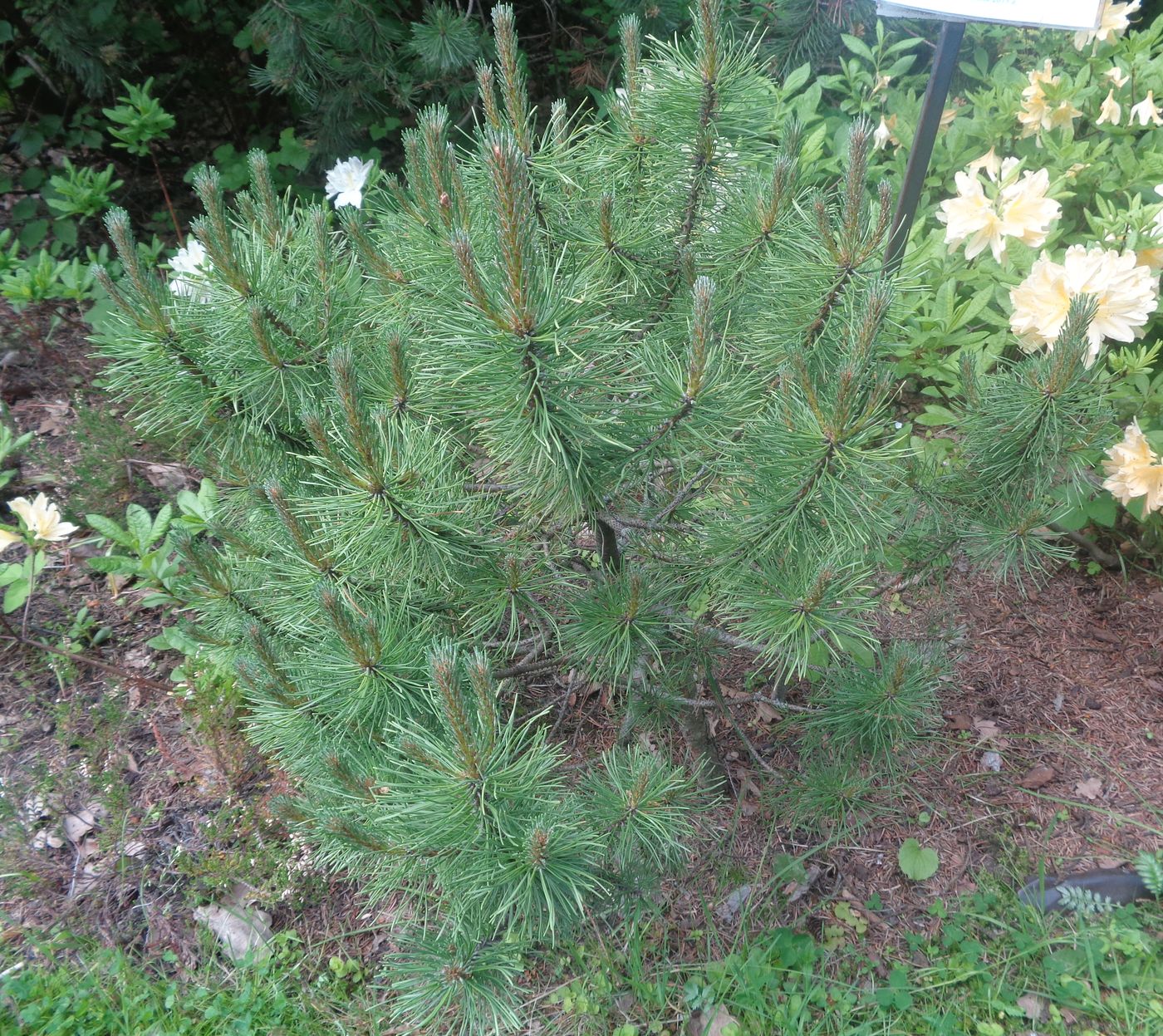 Изображение особи Pinus mugo.