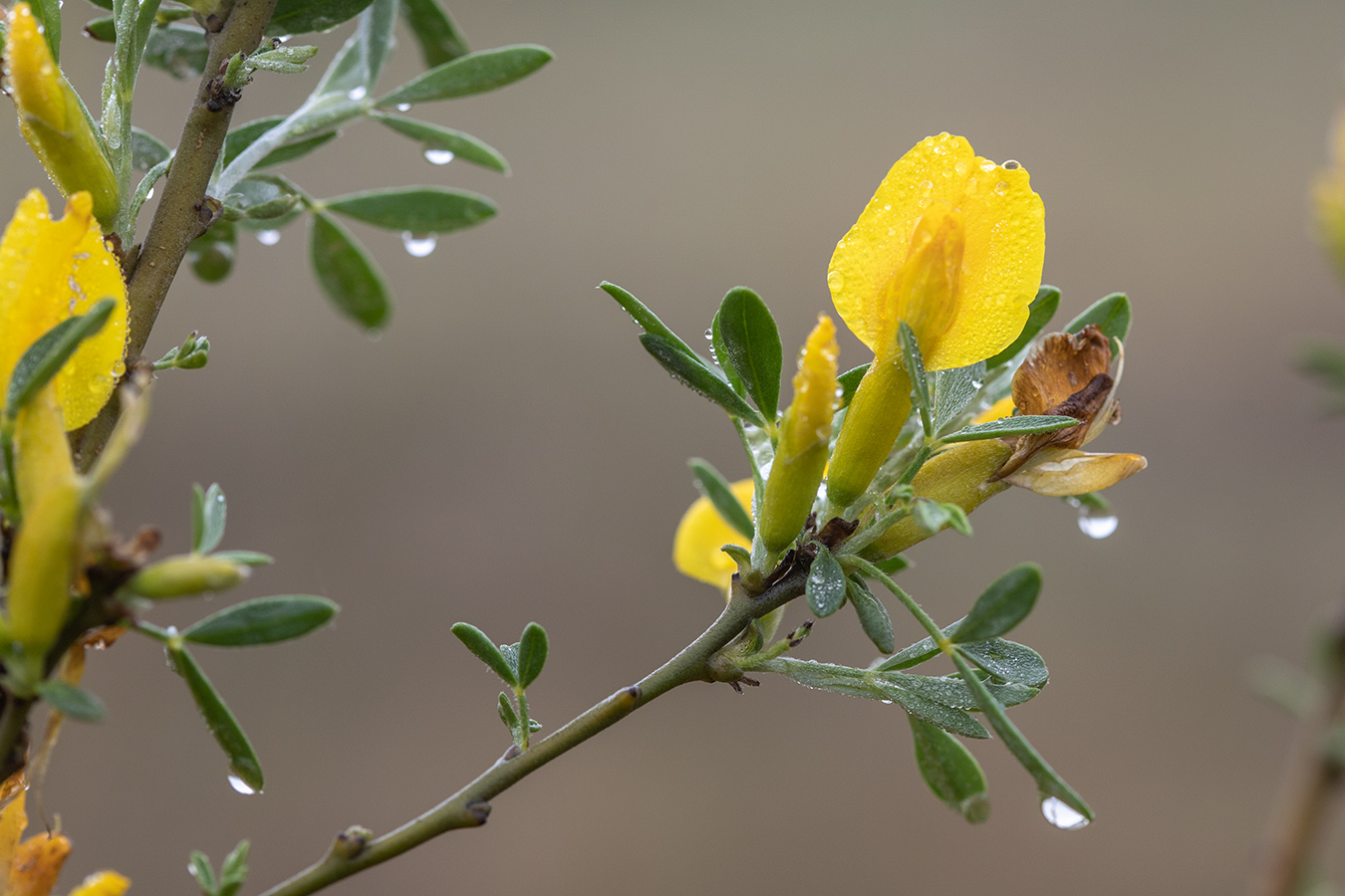 Image of Chamaecytisus borysthenicus specimen.