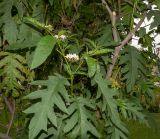 Solanum caricaefolium