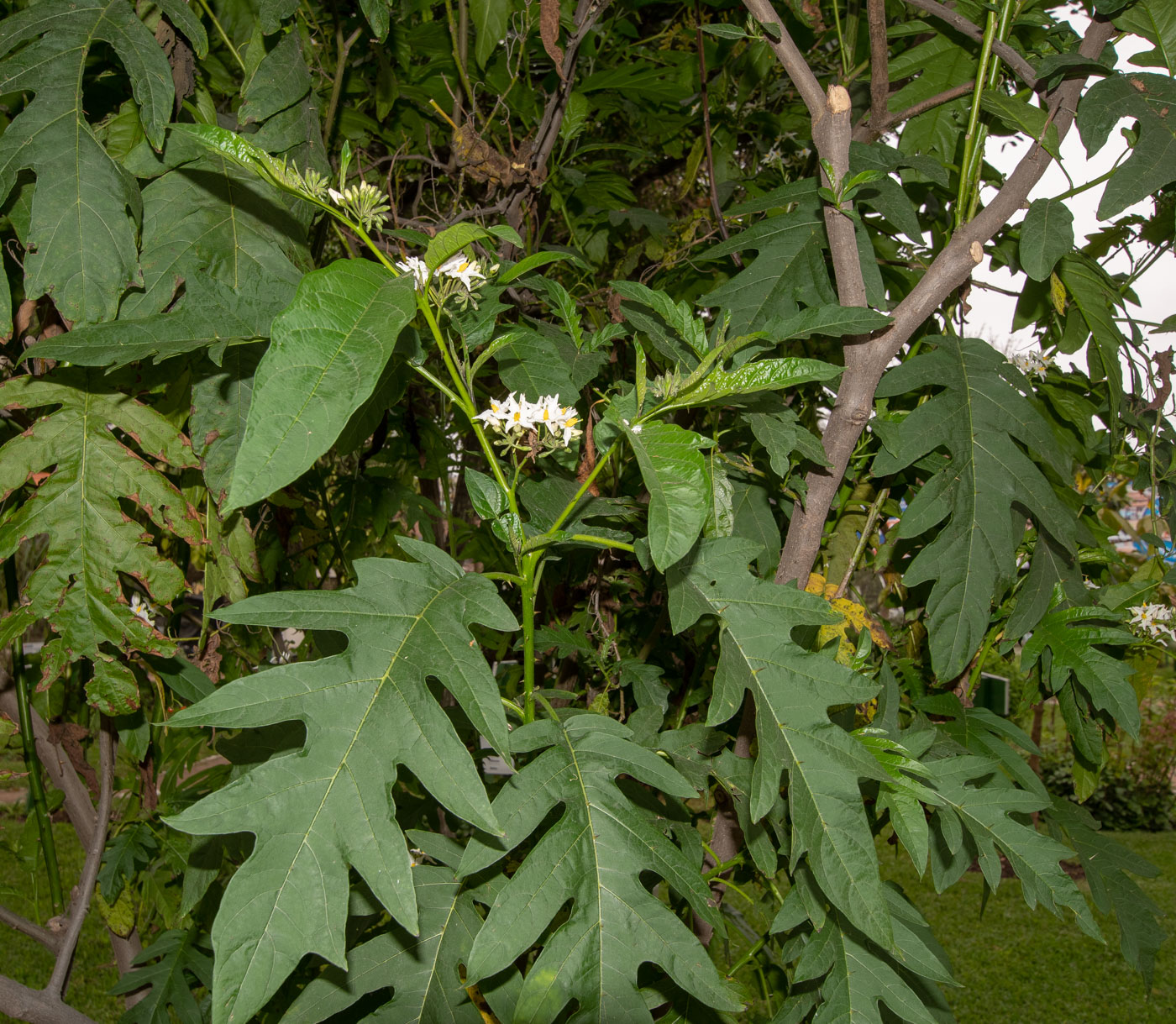 Изображение особи Solanum caricaefolium.