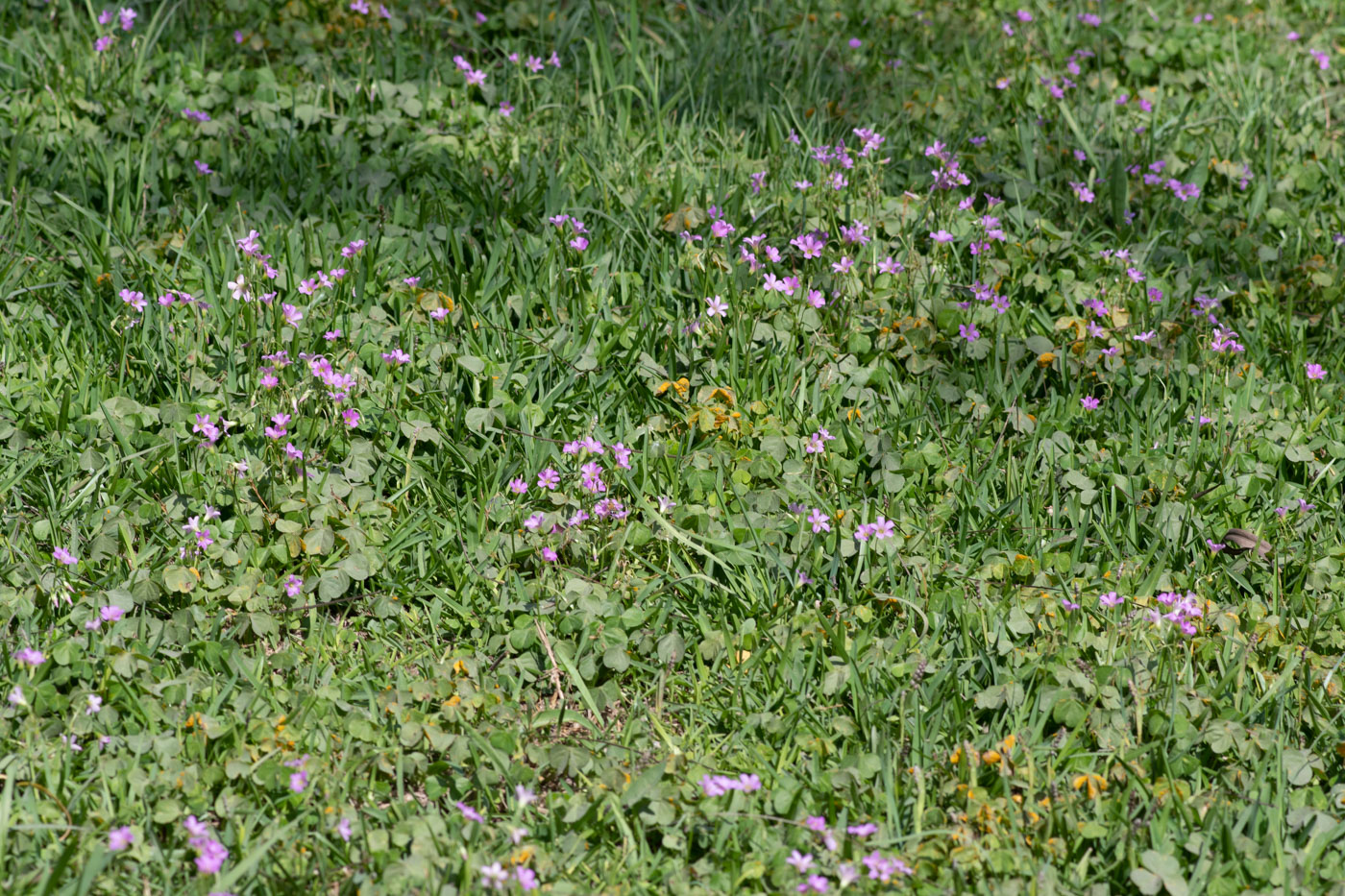 Image of genus Oxalis specimen.