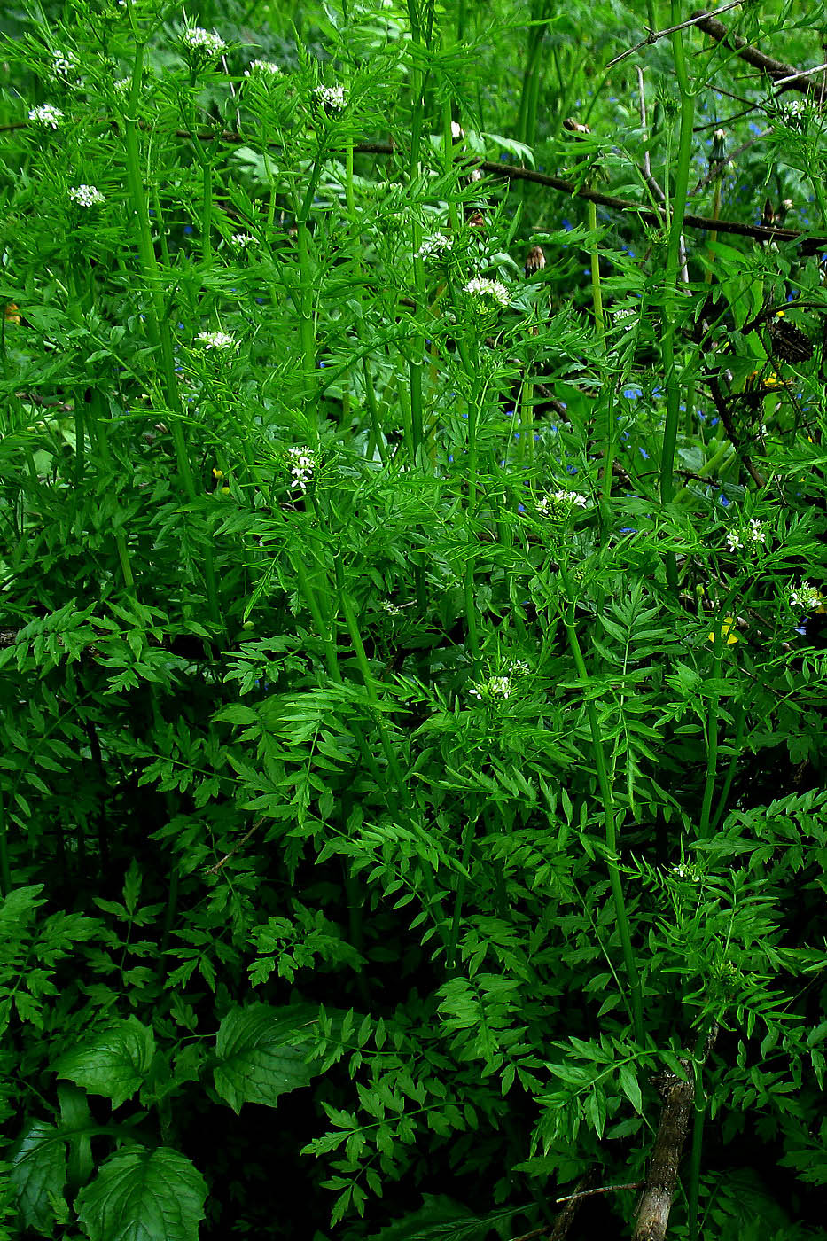 Image of Cardamine impatiens specimen.