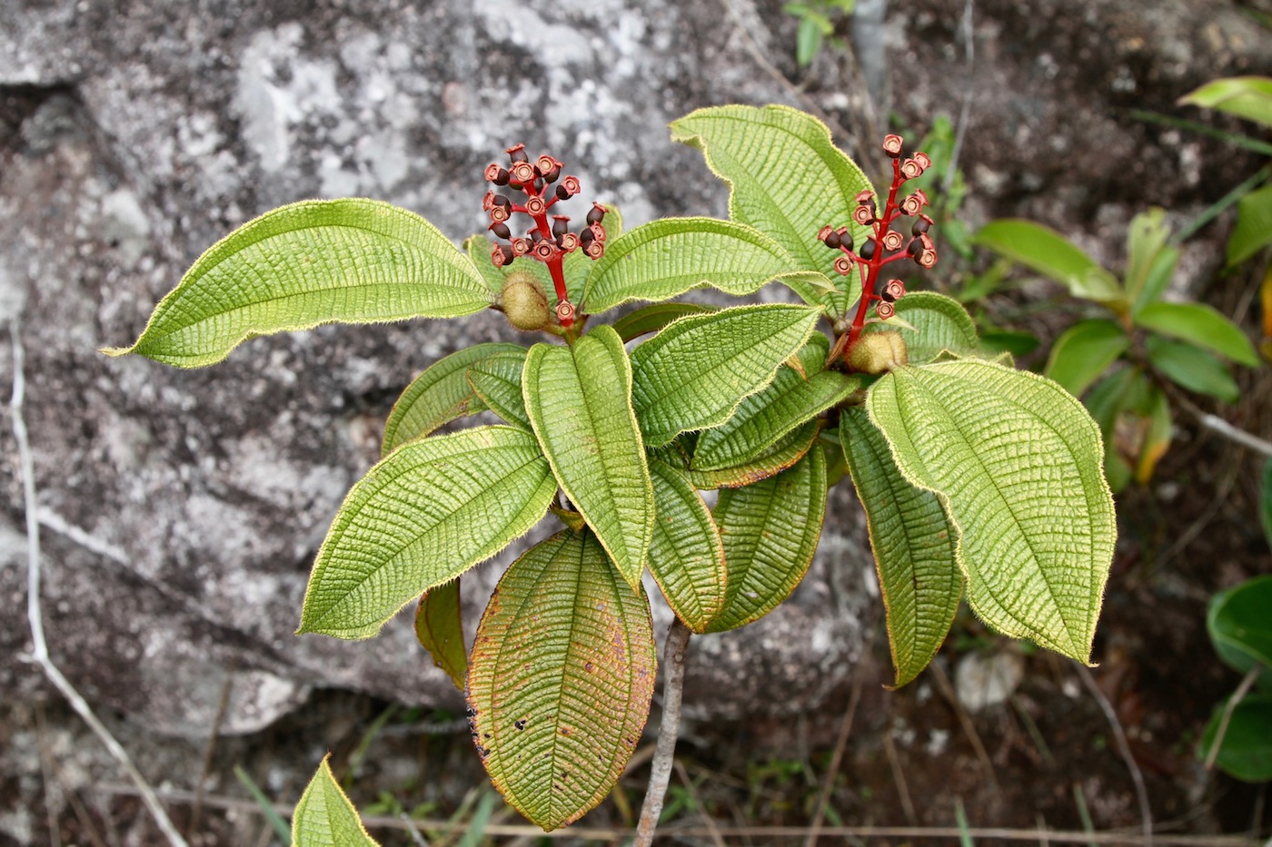 Image of Miconia tococa specimen.