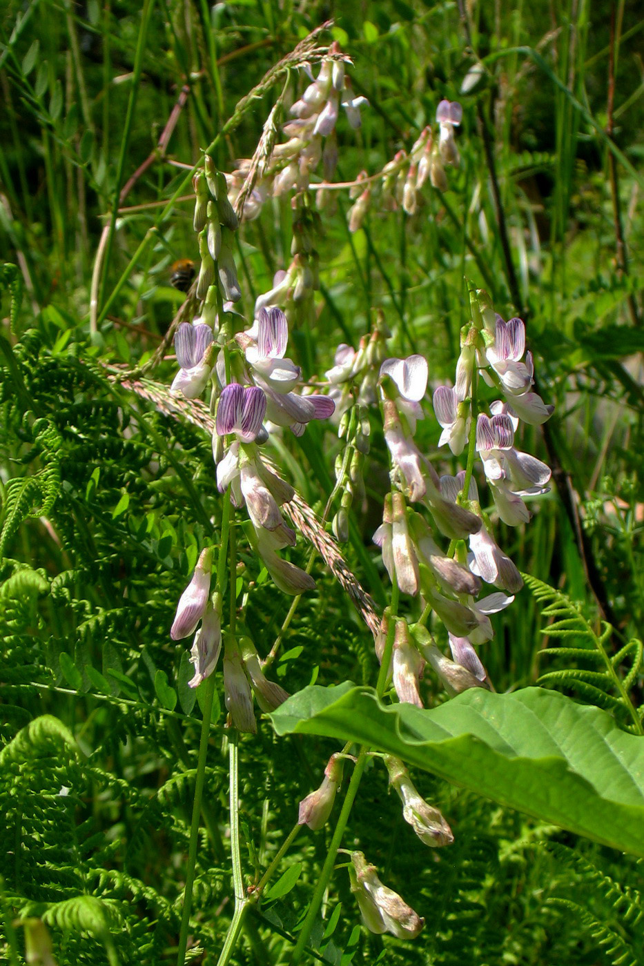 Изображение особи Vicia sylvatica.