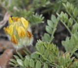 Astragalus aschuturi