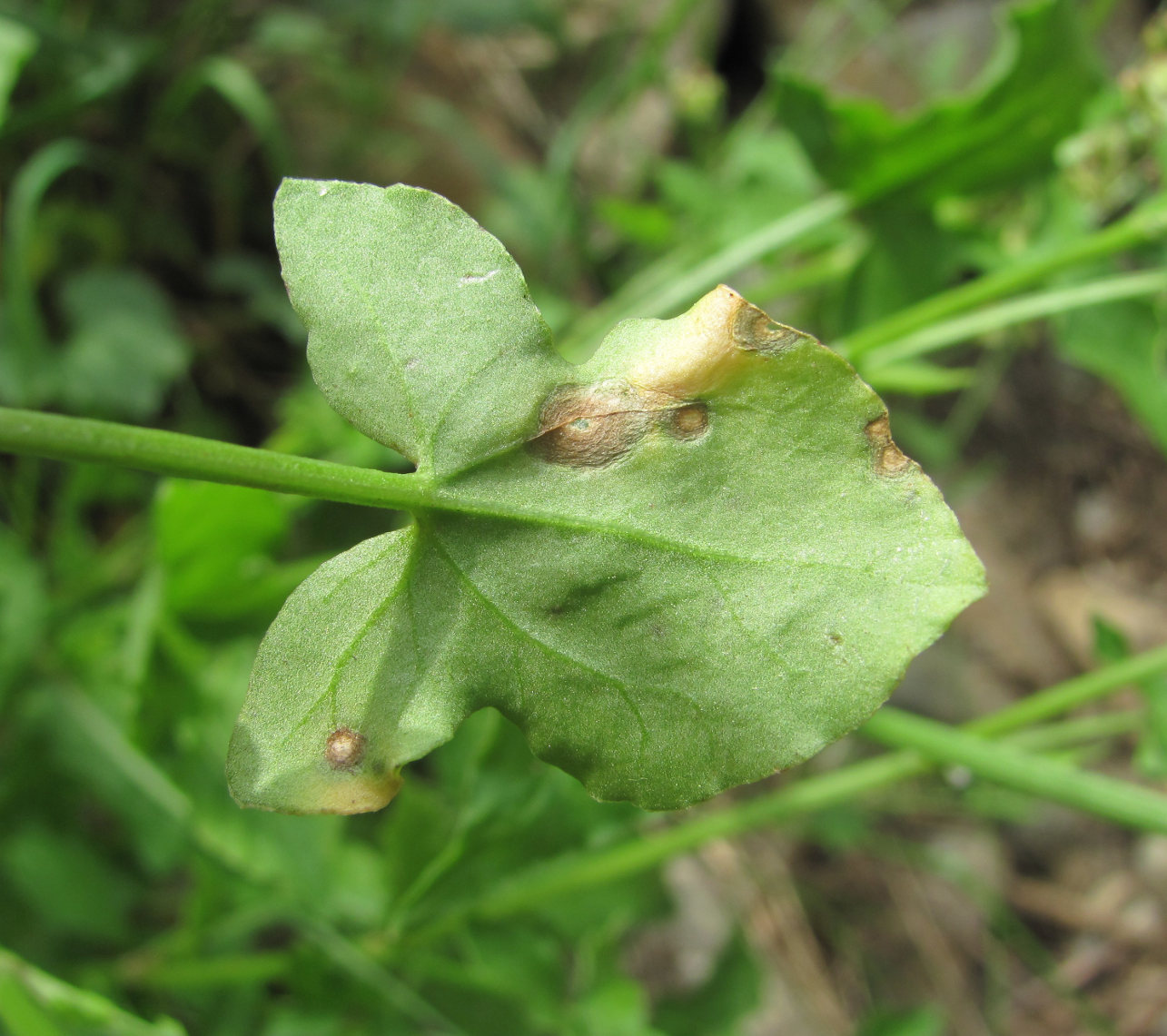 Изображение особи Rumex hastifolius.