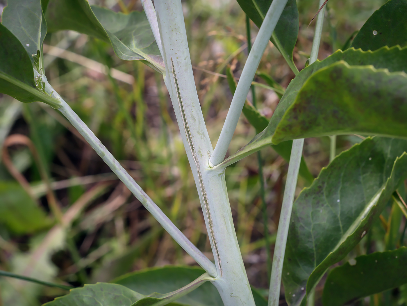 Image of Lepidium latifolium specimen.