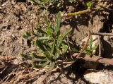 Iberis sempervirens. Верхушка побега. Украина, г. Запорожье, озеленение двора многоэтажного дома. 03.08.2020.