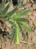 Onosma irritans