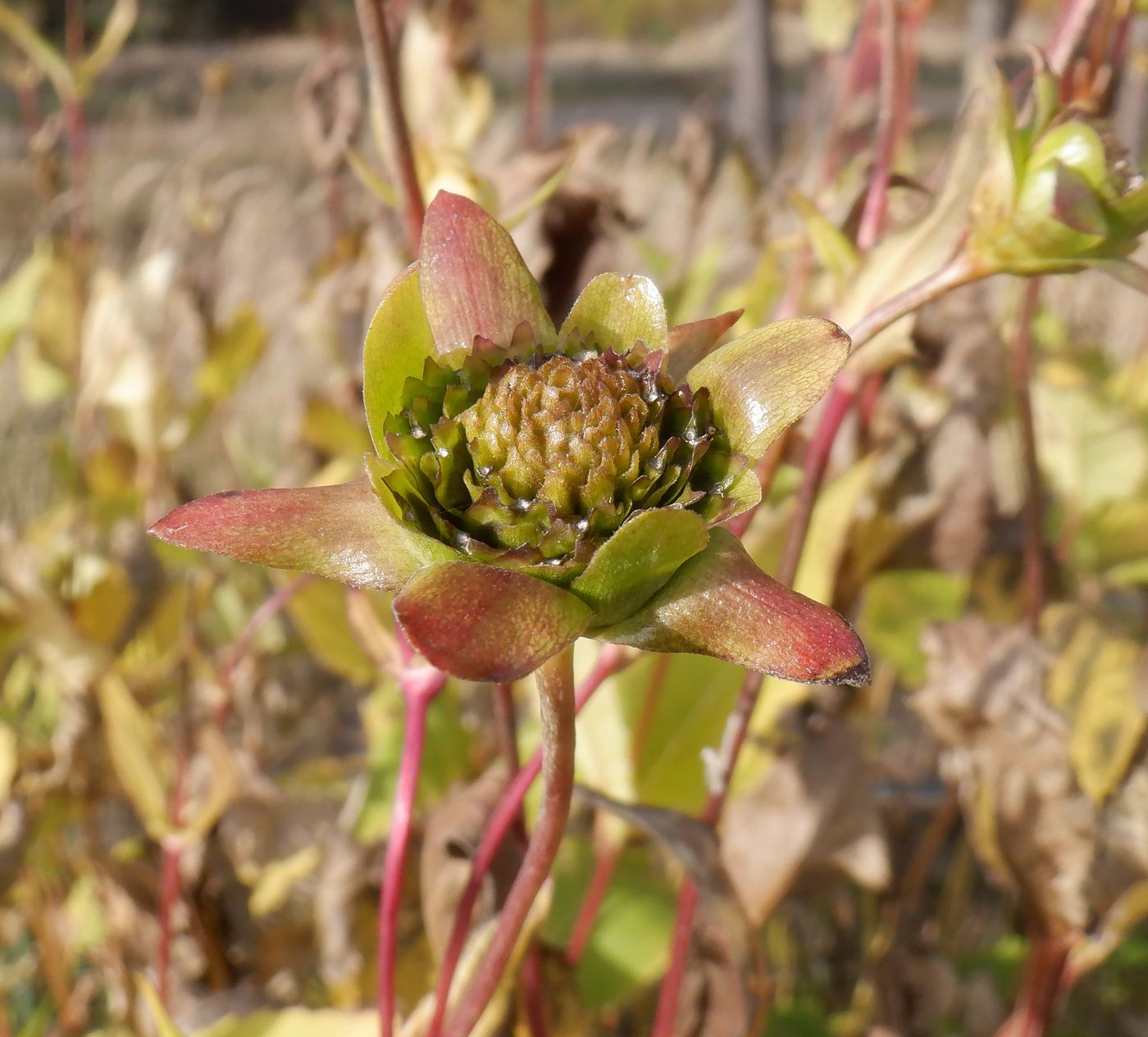 Image of Silphium perfoliatum specimen.