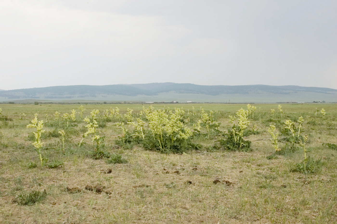 Изображение особи Rheum rhabarbarum.