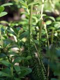 Lycopodium annotinum. Верхушки побегов со стробилами в сообществе с Vaccinium vitis-idaea. Архангельская обл., Устьянский р-н, окр. дер. Акичкин Починок, лес на краю верхового болота Круглое. 12.08.2006.