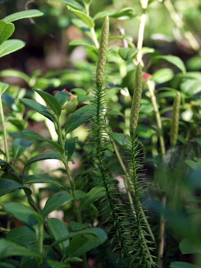 Изображение особи Lycopodium annotinum.