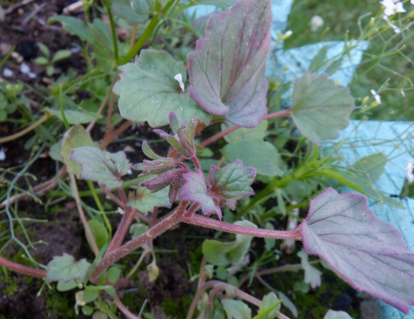 Image of Phacelia campanularia specimen.