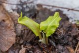 genus Rumex